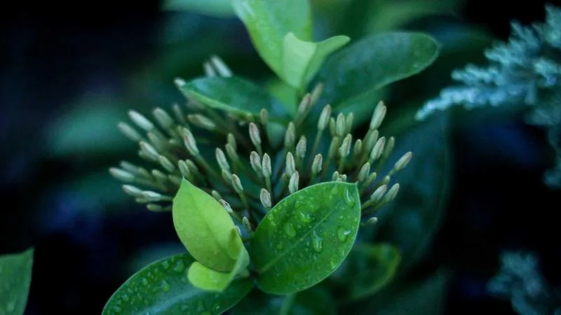 Cricket Betting Tricks